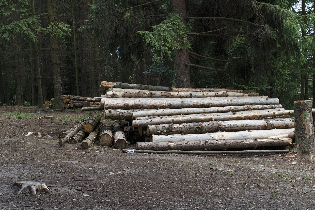 Przemysł drzewny i gospodarka leśna
